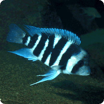 Frontosa - Six Stripe - 4 inch